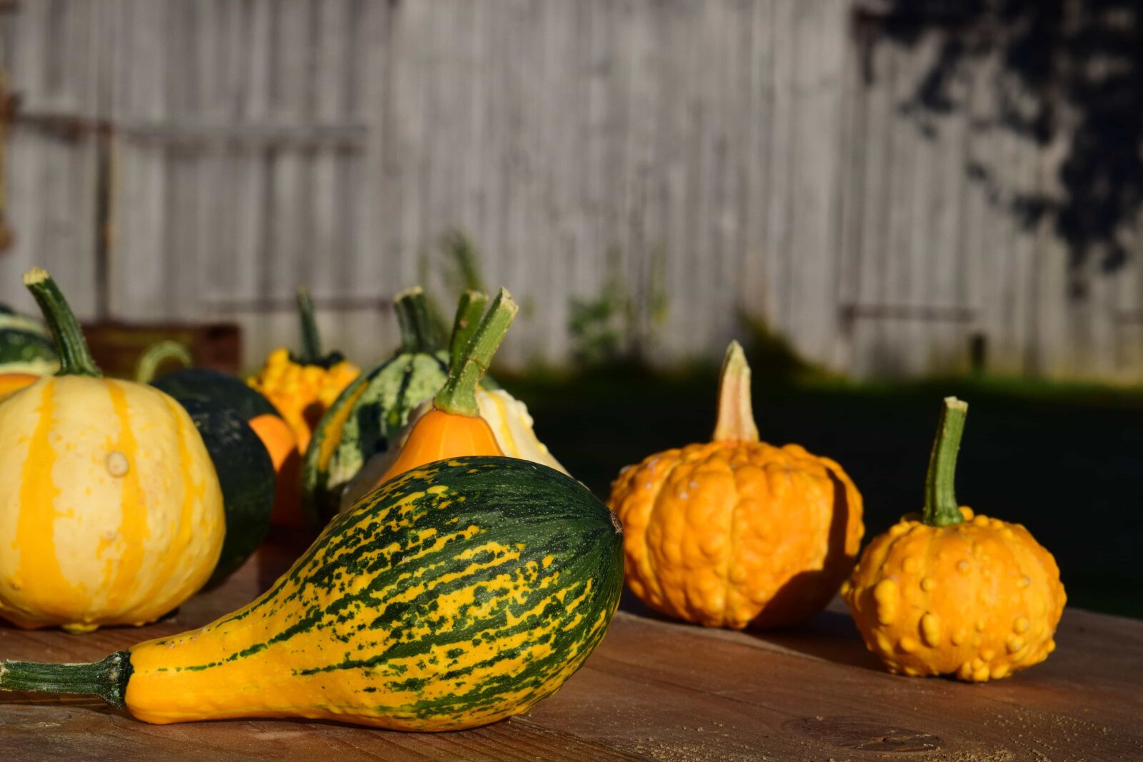 Nikon D3300 sample photo. Food, vegetable, organic, autumn photography