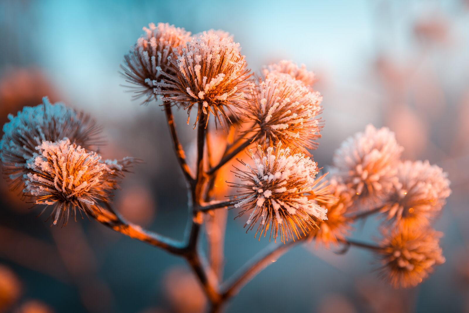 Nikon D7200 sample photo. Frost, cold, sun photography