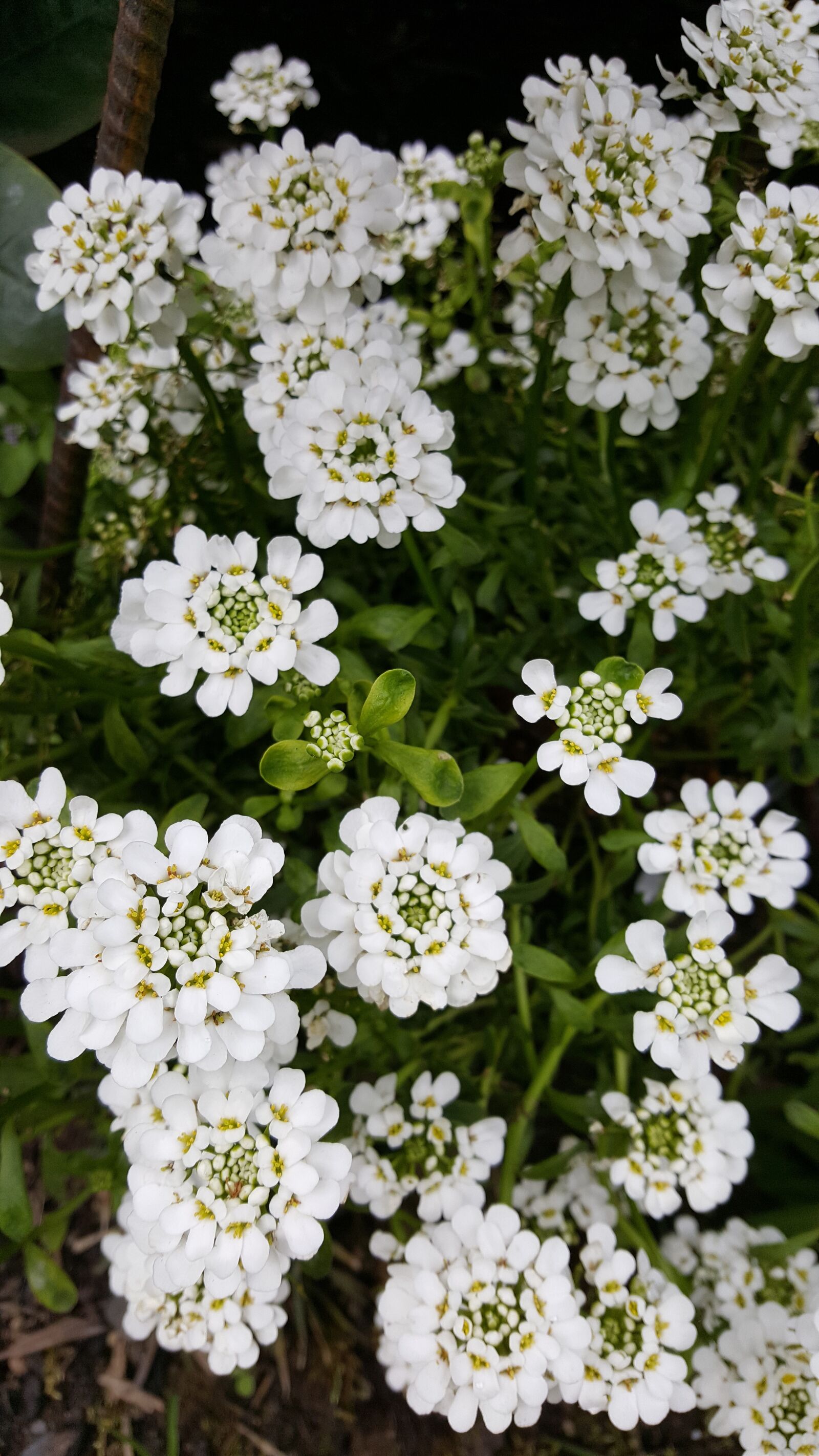Samsung Galaxy Note5 sample photo. White, flower, plant photography