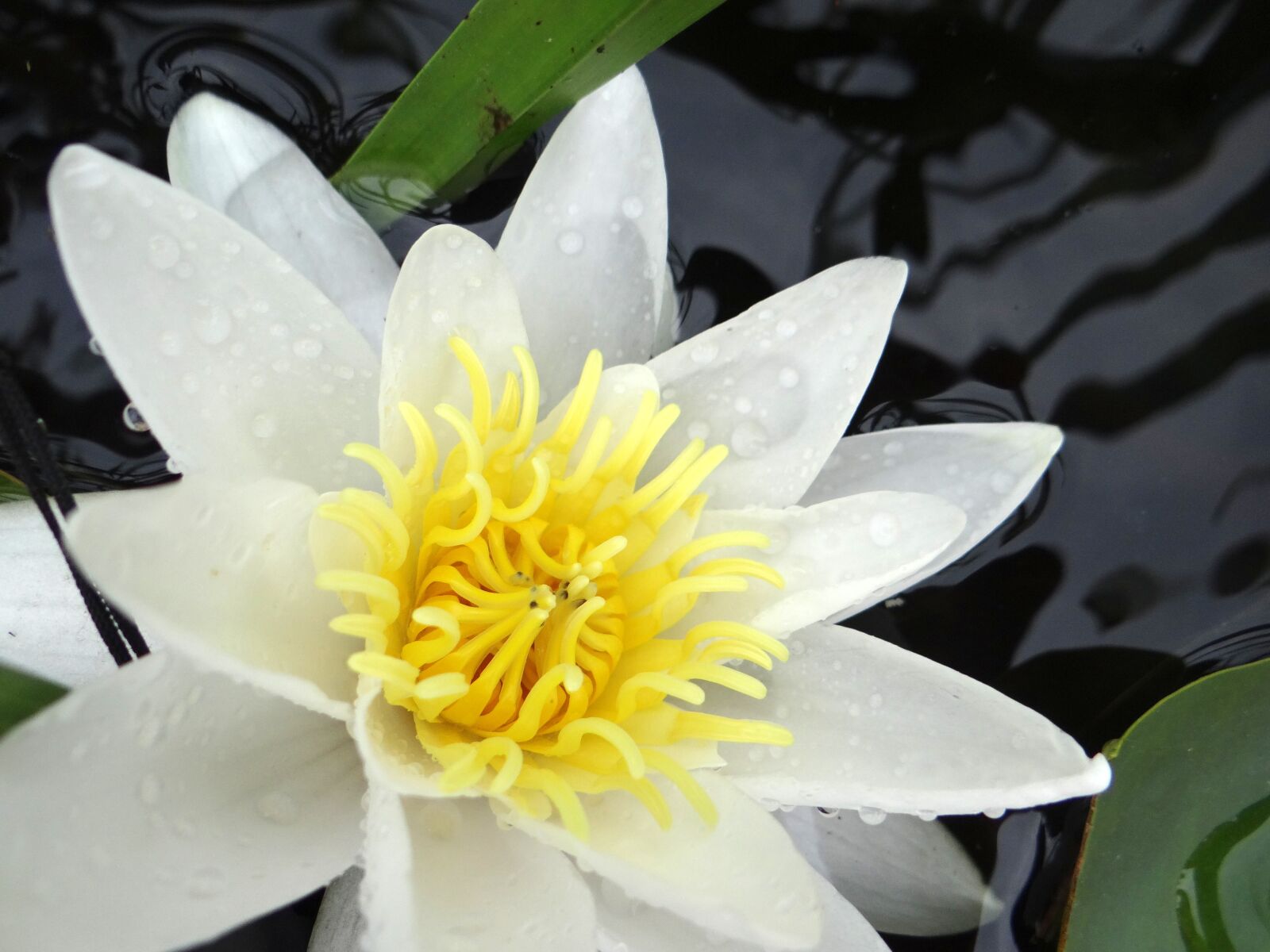 Sony DSC-HX200V sample photo. Water lily, flower water photography