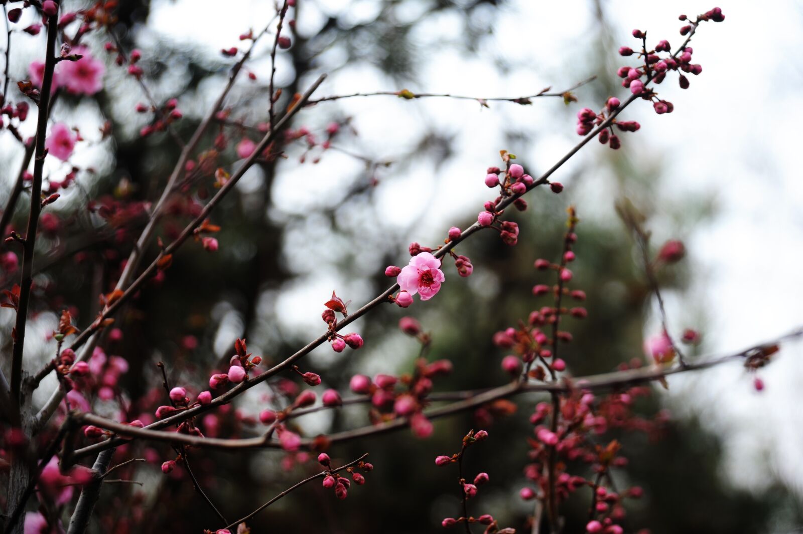 Nikon D700 sample photo. Flowers, bud, flowering photography