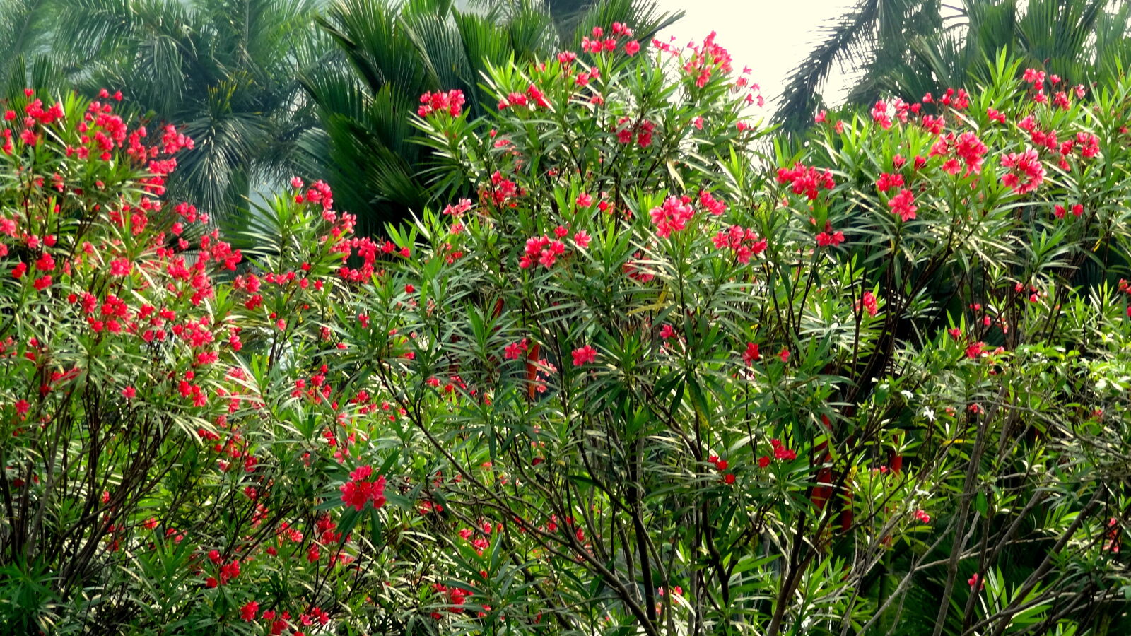 Sony Cyber-shot DSC-HX9V sample photo. Flowers, of, same, colour photography