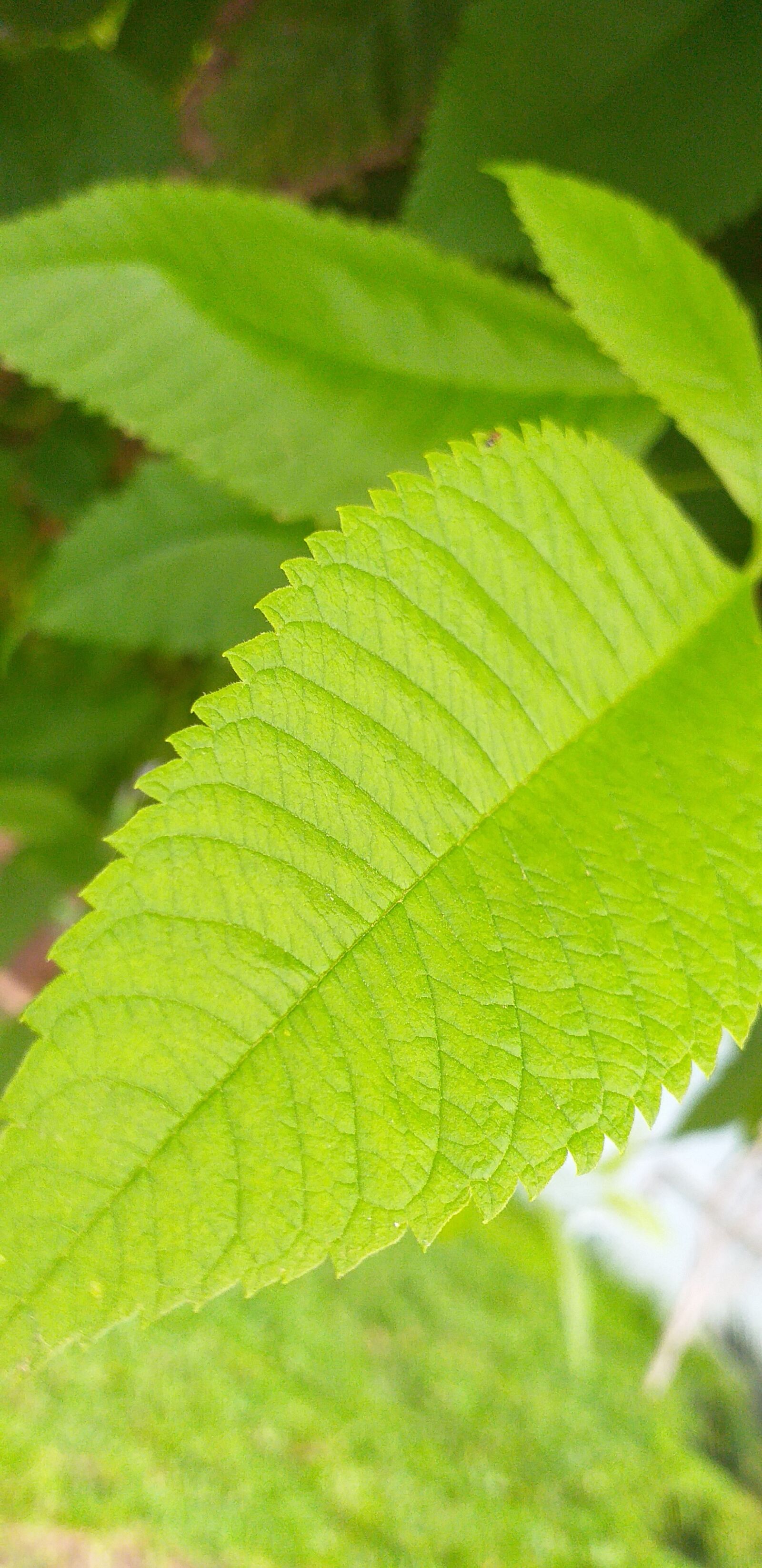 Samsung Galaxy J6+ sample photo. Leaf, nature, naturelove photography