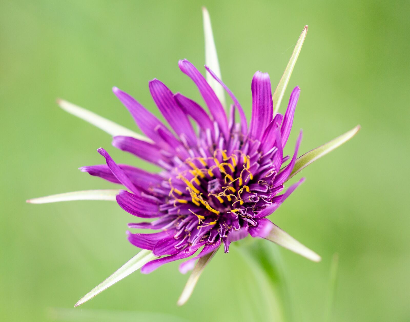 Canon EOS 5D Mark III sample photo. Salsify flower, wild flower photography
