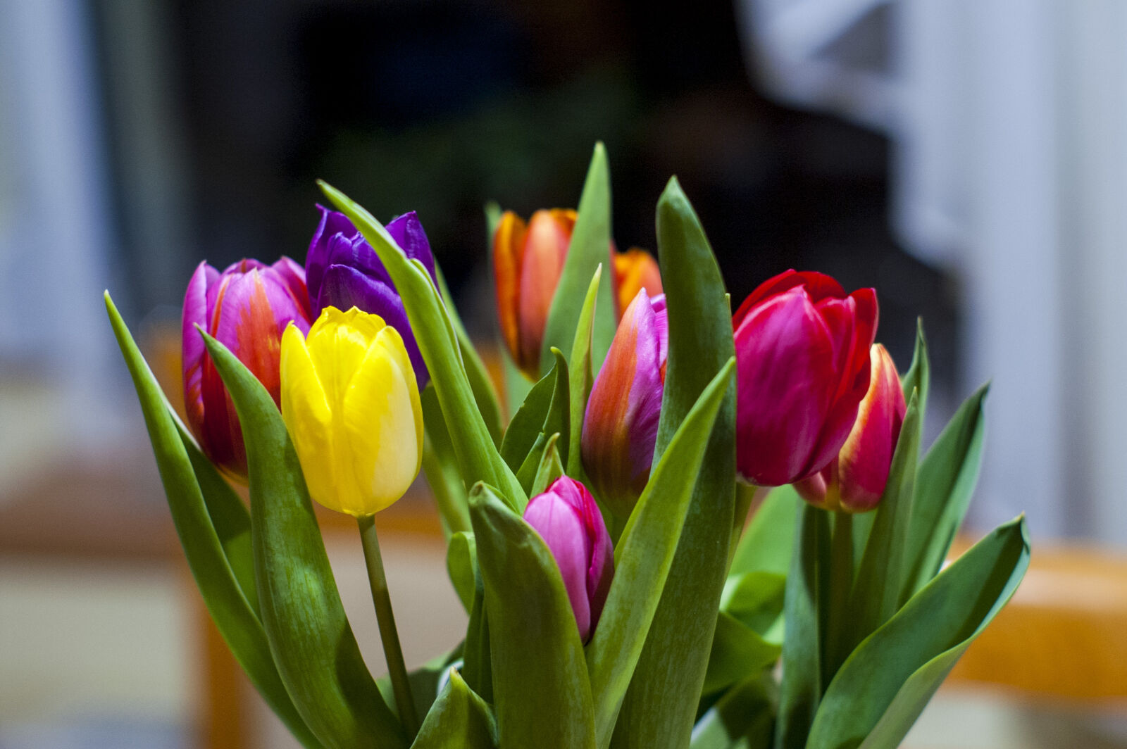 KONICA MINOLTA DYNAX 7D sample photo. Colors, flowers, indoor, lamp photography