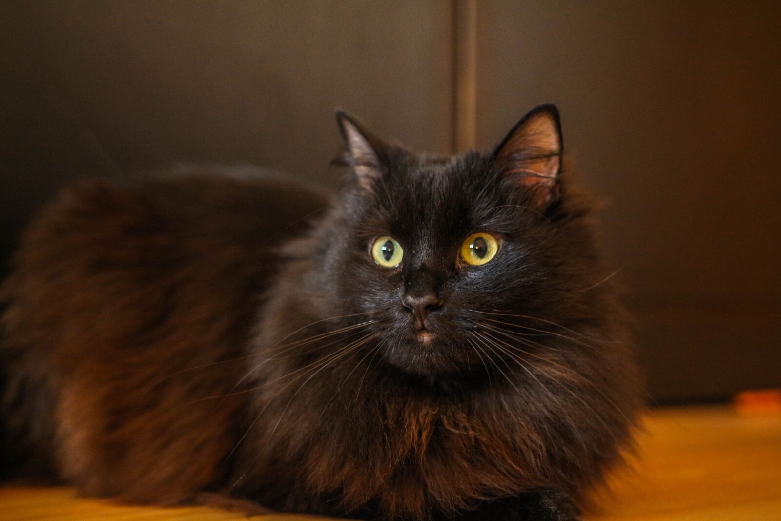 Canon EOS 700D (EOS Rebel T5i / EOS Kiss X7i) sample photo. Cats, animals, human best photography