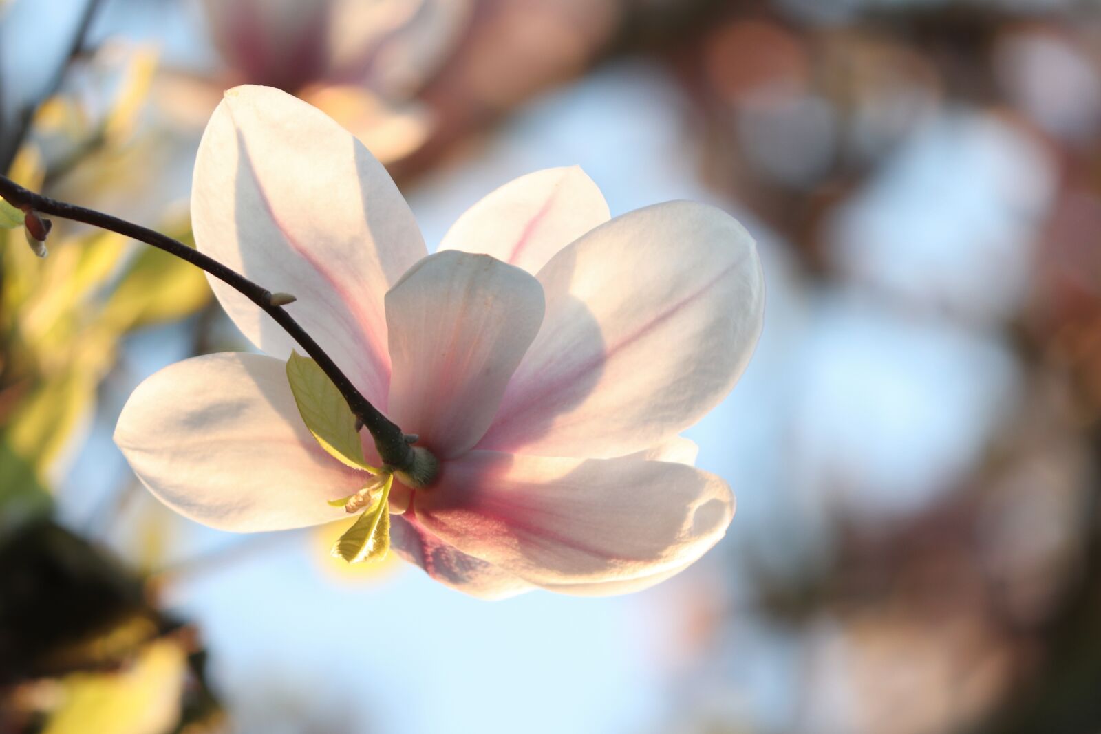 Canon EOS 200D (EOS Rebel SL2 / EOS Kiss X9) sample photo. Magnolia, magnolia blossom, detail photography