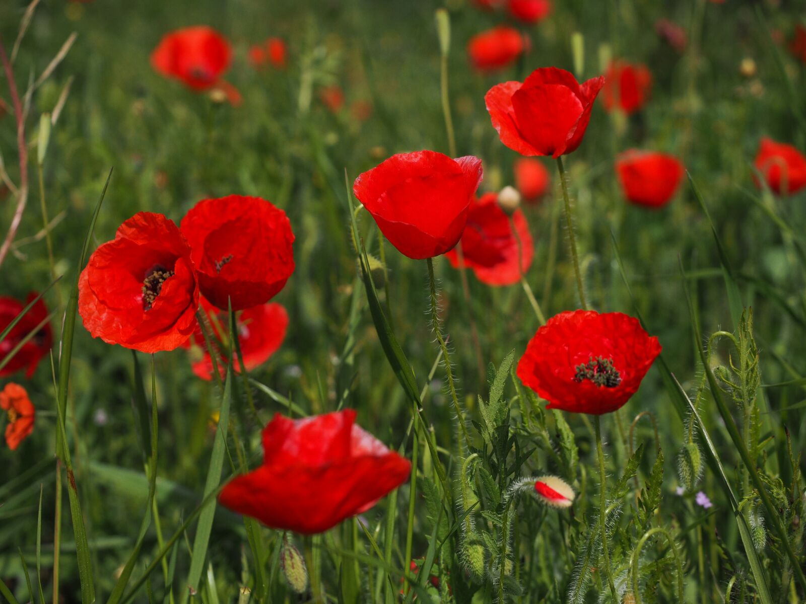 Olympus OM-D E-M1 + Olympus M.Zuiko Digital ED 12-40mm F2.8 Pro sample photo. Poppies, field of poppies photography