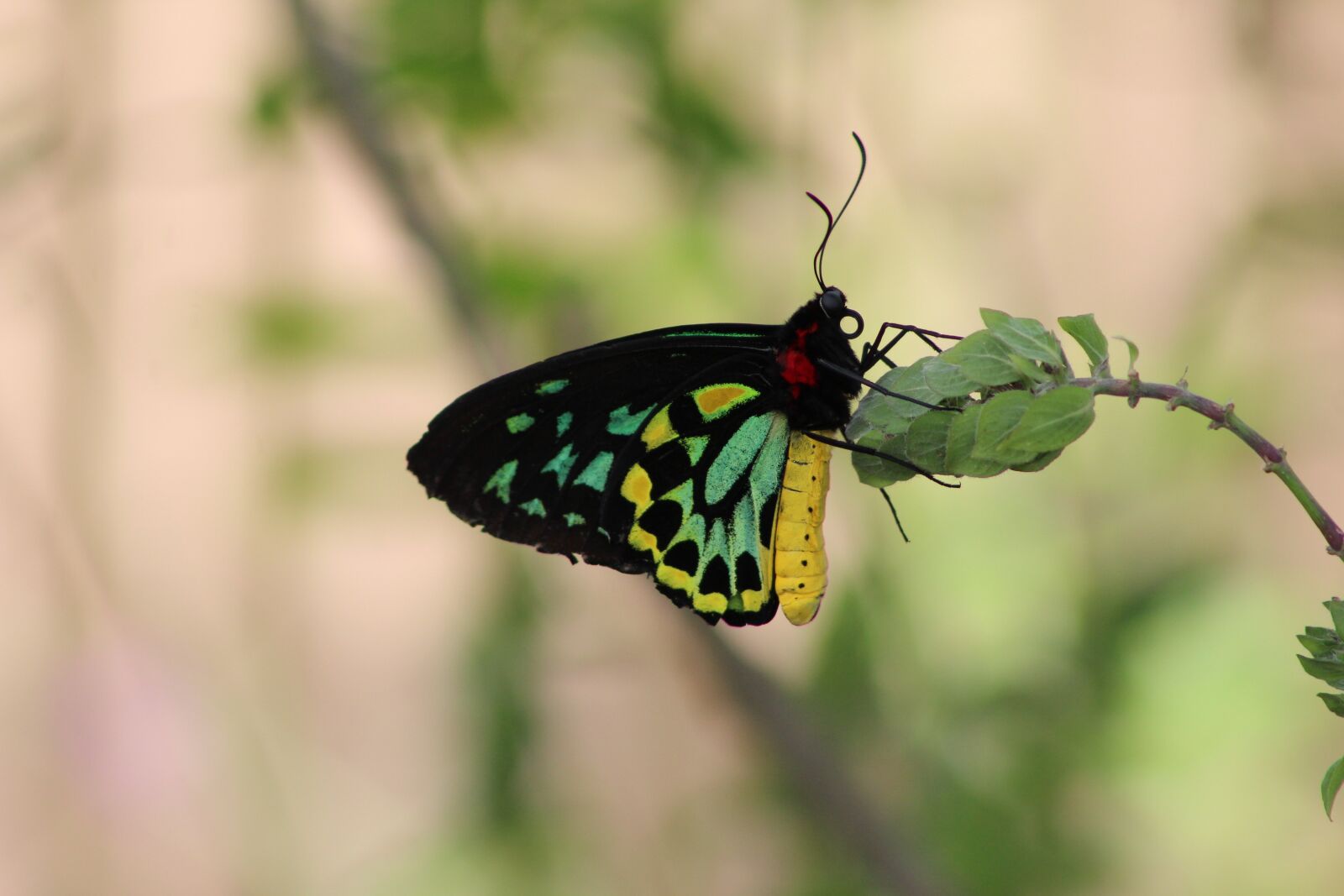 Canon EOS 1200D (EOS Rebel T5 / EOS Kiss X70 / EOS Hi) sample photo. Butterfly, insect, nature photography