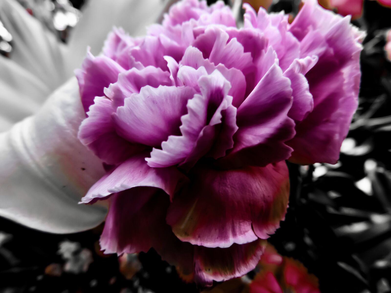 Nikon Coolpix P520 sample photo. Carnation, lily, flowers photography