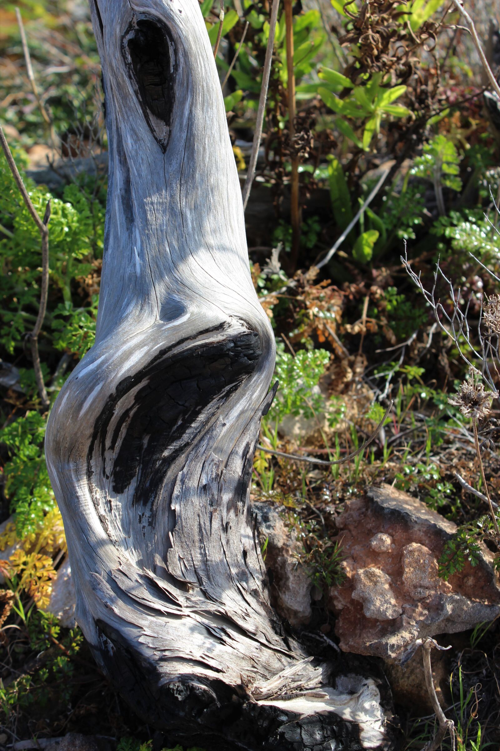 Canon EOS 600D (Rebel EOS T3i / EOS Kiss X5) sample photo. Wood, tree, bleached photography