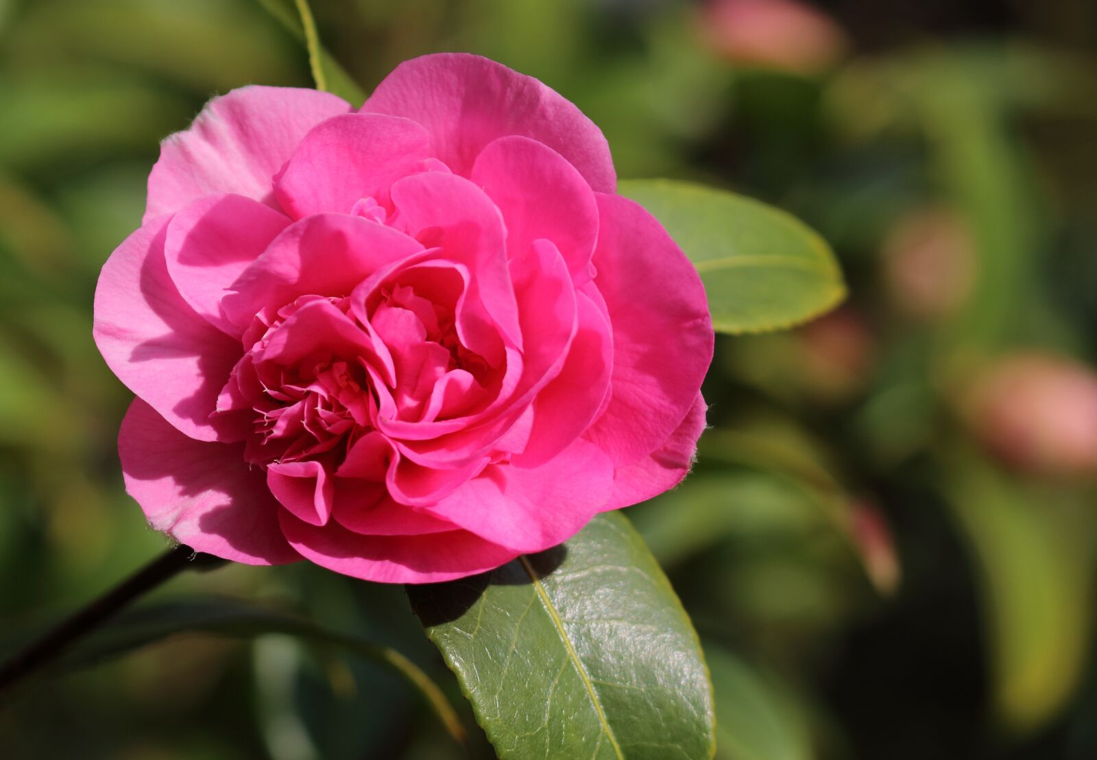 Canon EOS 80D sample photo. Pink, flower, bloom photography