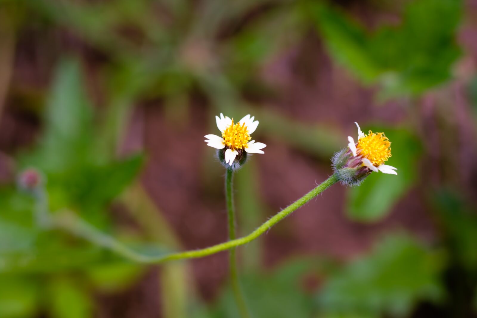 Canon EOS 700D (EOS Rebel T5i / EOS Kiss X7i) + Canon EF 50mm F1.8 STM sample photo. Flowering grass, plant, flowers photography