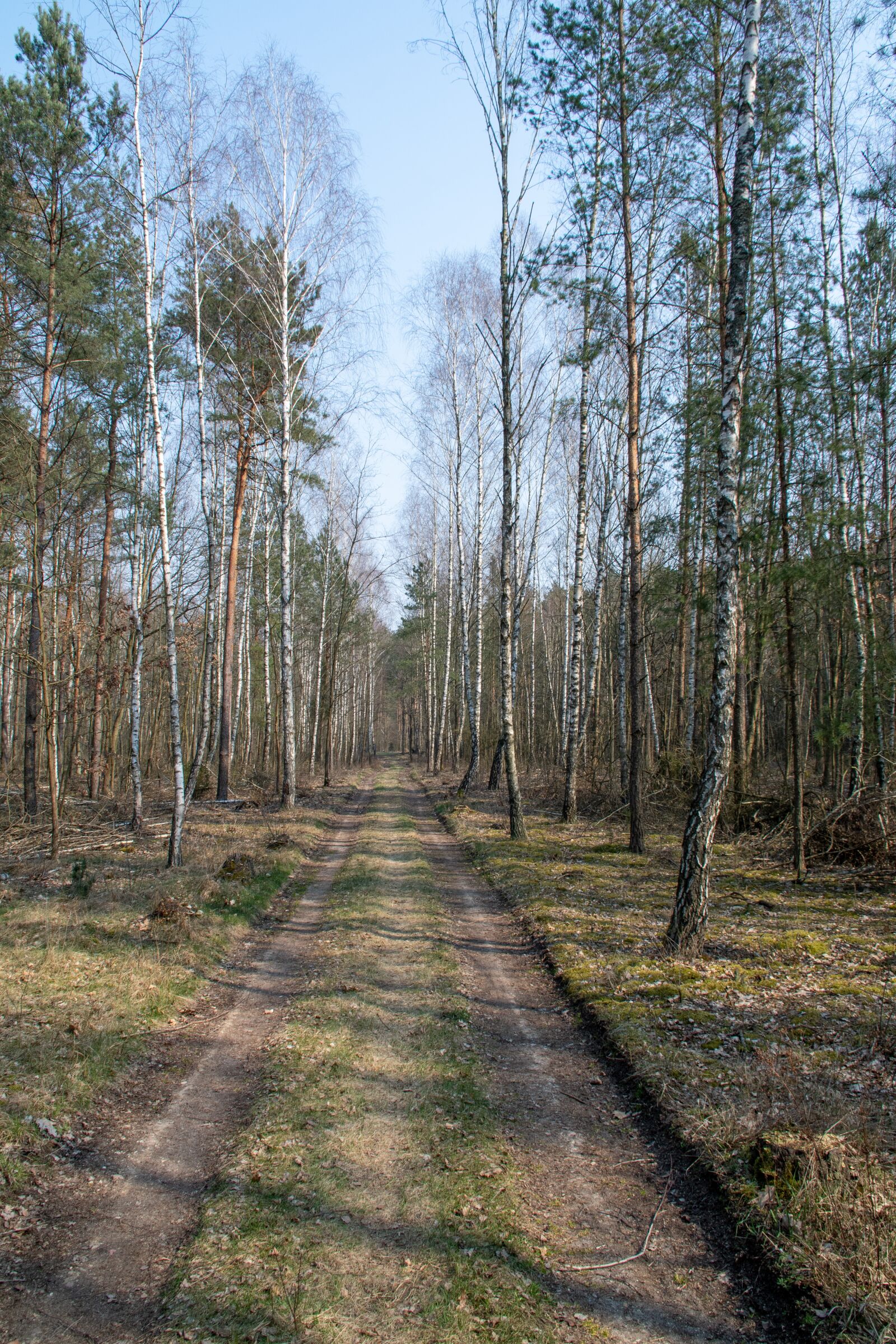Nikon D500 sample photo. Nature, forest, tree photography