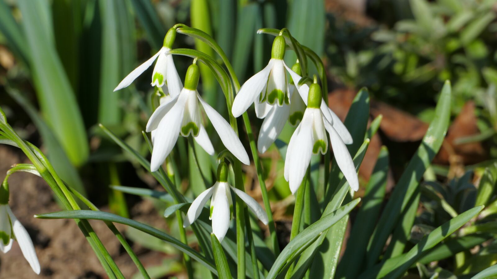 Panasonic Lumix DMC-FZ1000 sample photo. Snowdrops, flowers, spring photography
