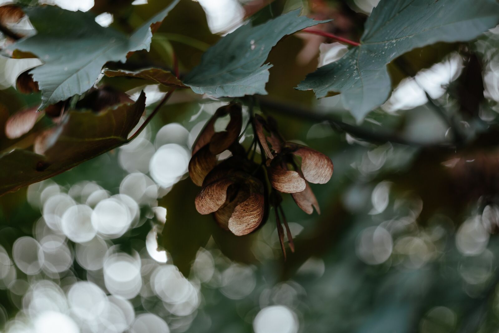 Canon EOS 6D sample photo. Green, leaf, plant photography