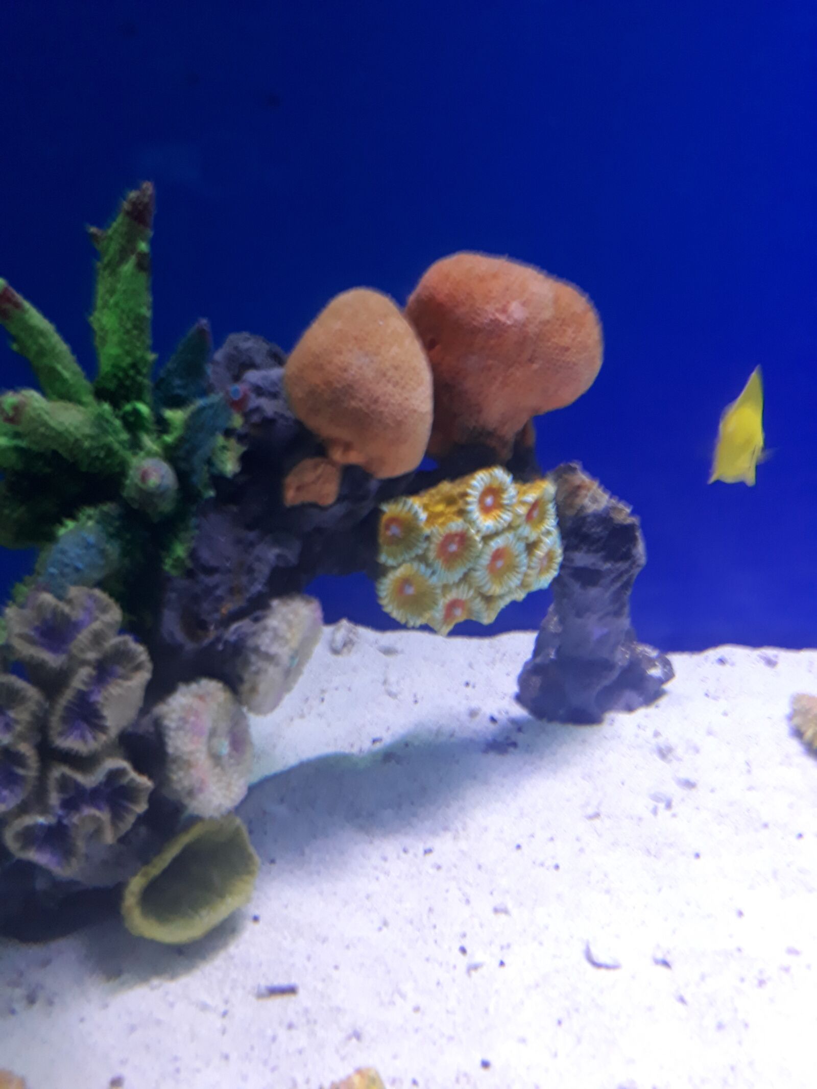 Samsung Galaxy J7 Prime sample photo. Aquarium, nature, blue photography