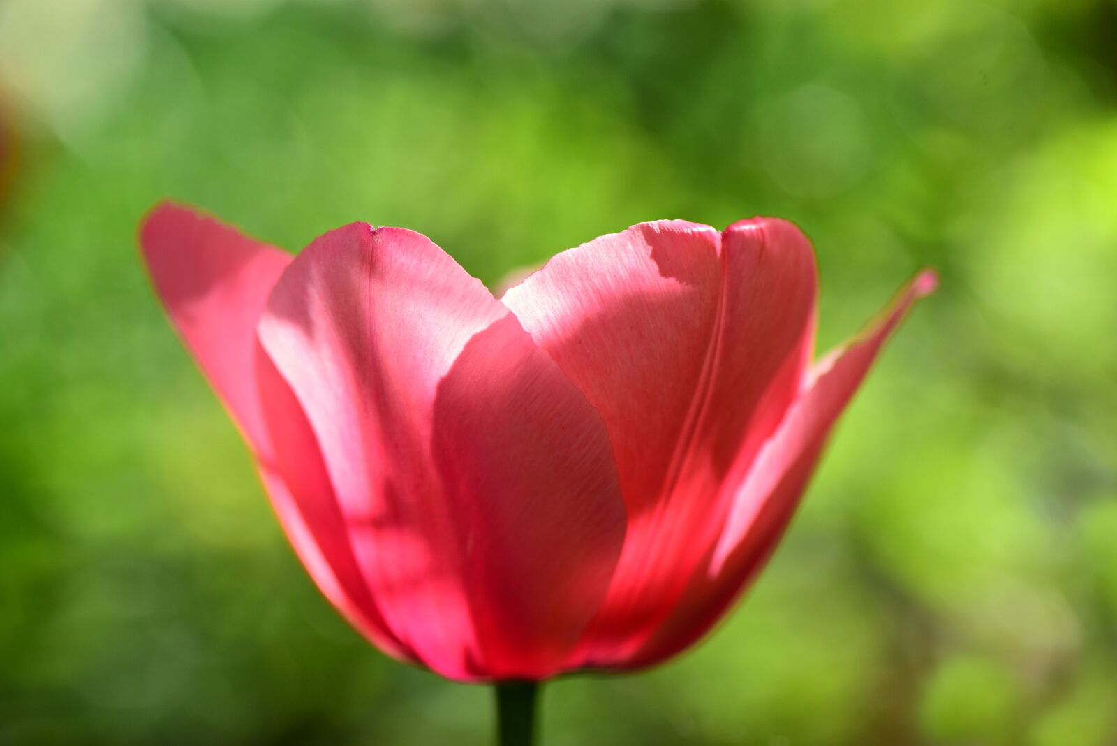 Nikon D750 sample photo. Tulip, flower, plant photography