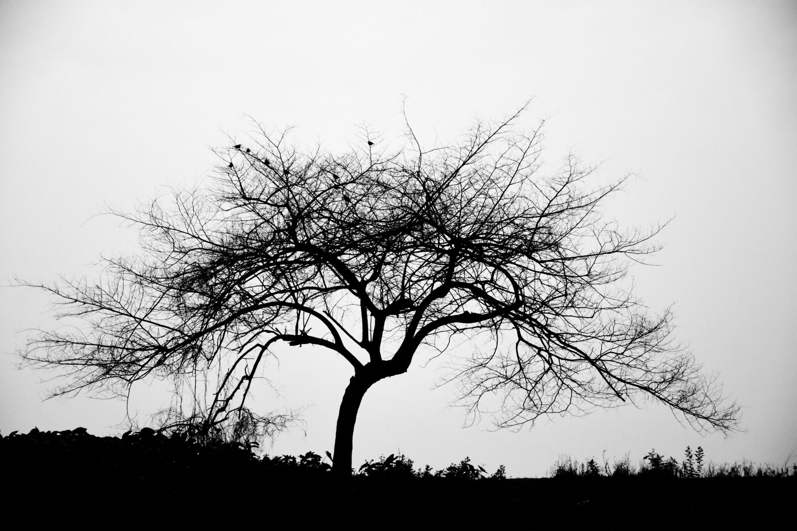 Nikon D7200 sample photo. Background, black and white photography