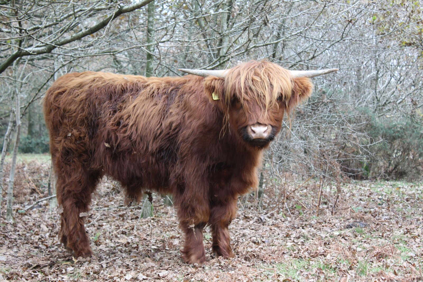 Canon EOS 450D (EOS Rebel XSi / EOS Kiss X2) sample photo. Highland cow, cattle, cow photography
