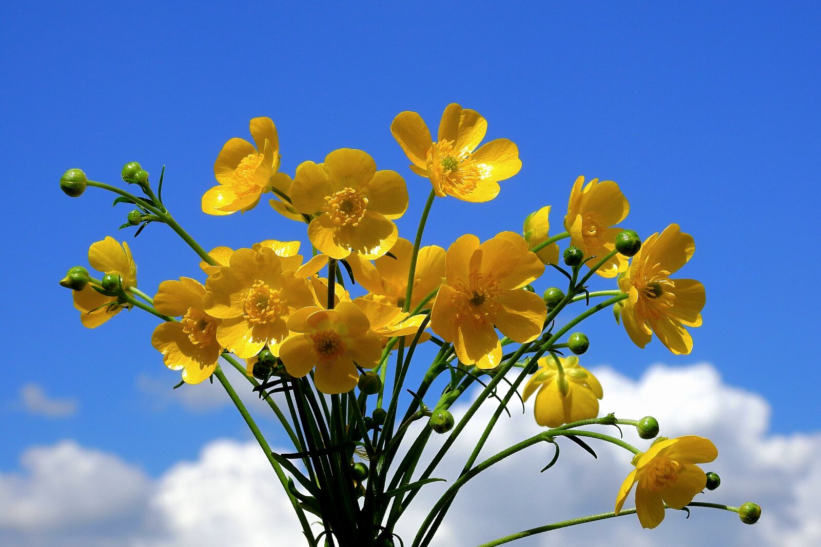 Nikon Coolpix P900 sample photo. Buttercup, flowers, sky photography