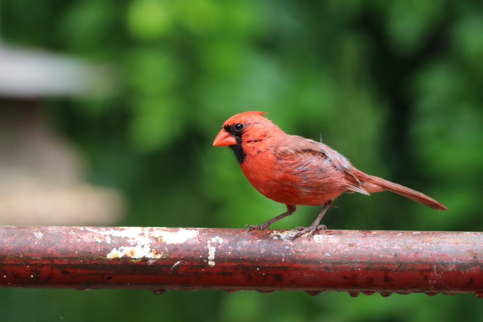 150-600mm F5-6.3 DG OS HSM | Contemporary 015 sample photo. Bird, cardinal, nature photography