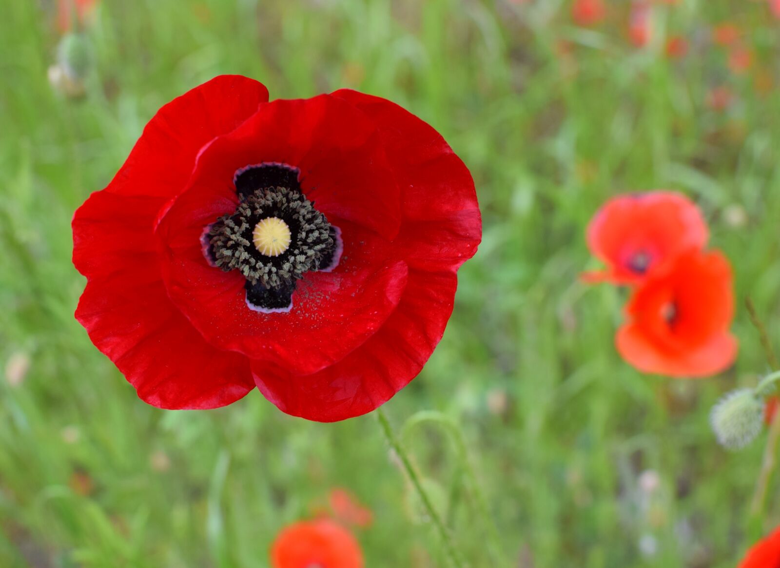 Nikon D5300 sample photo. Poppy, flower, poppy field photography