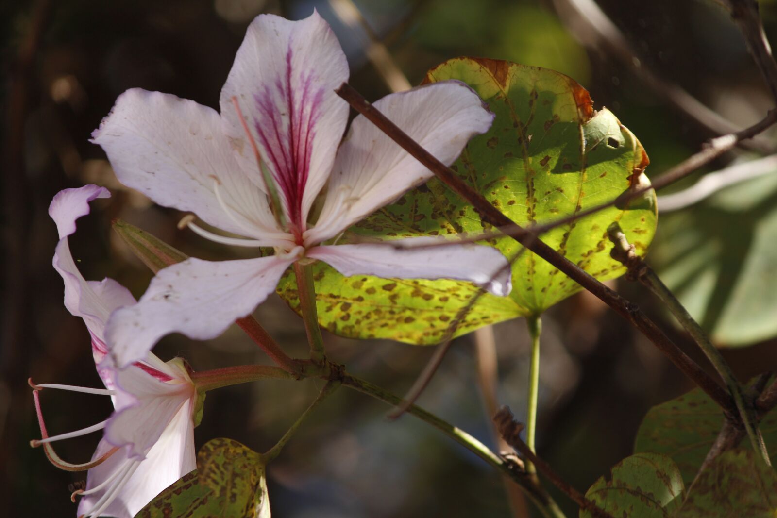 Canon EOS 700D (EOS Rebel T5i / EOS Kiss X7i) sample photo. Flower, nature, life photography