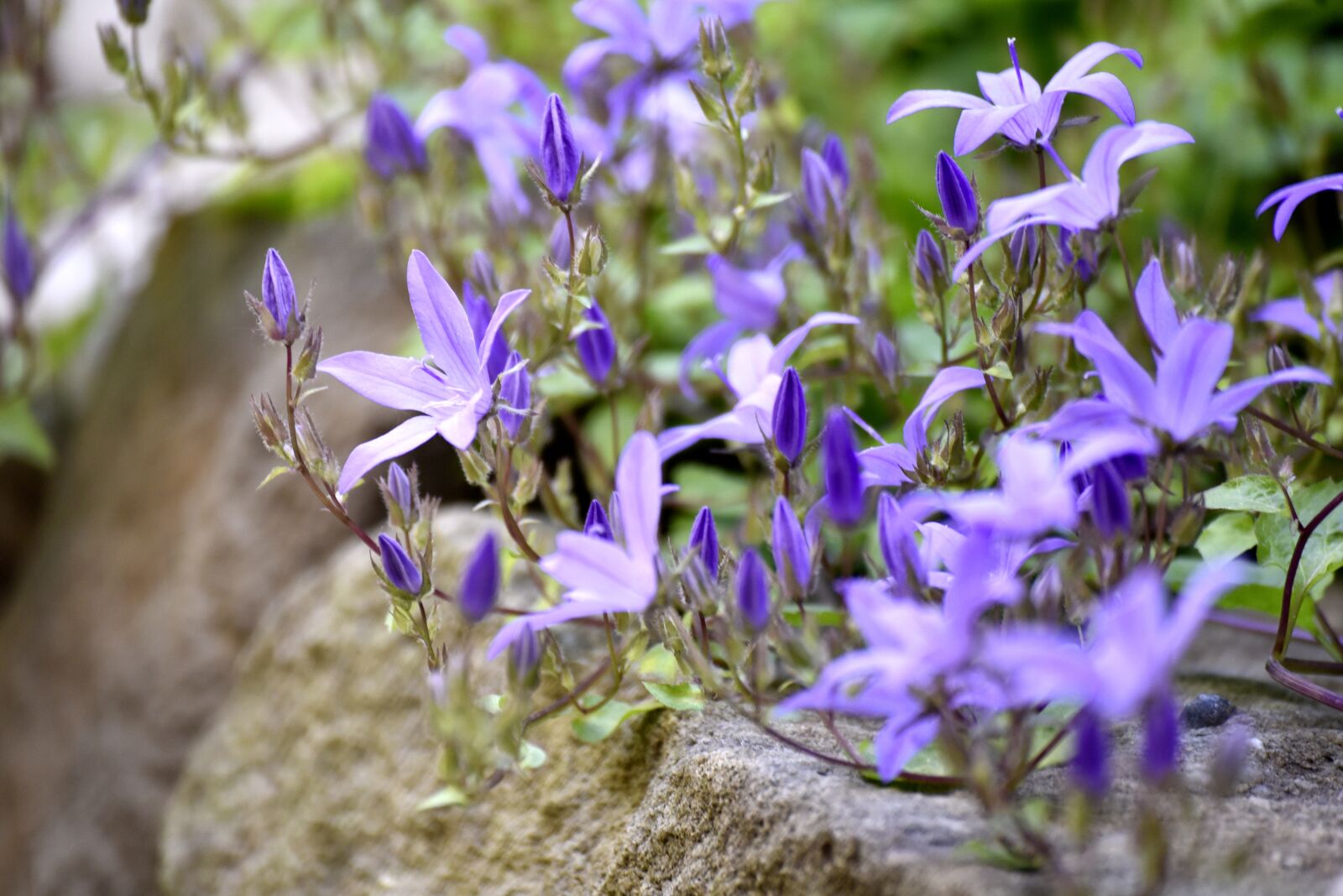 Nikon D750 sample photo. Garden, bellflower, blossom photography