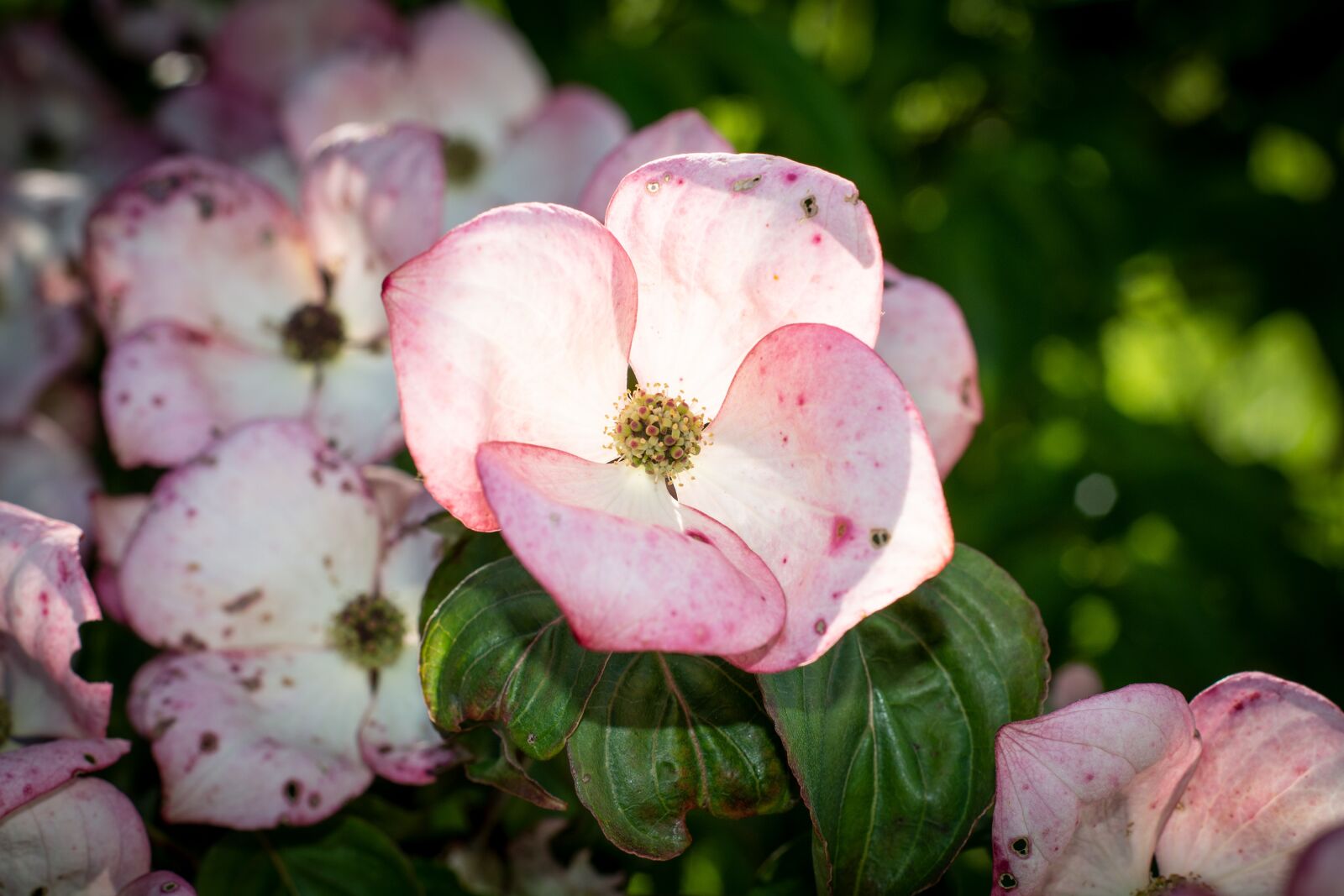 Nikon D7100 sample photo. Dogwood, flowers, dogwood tree photography