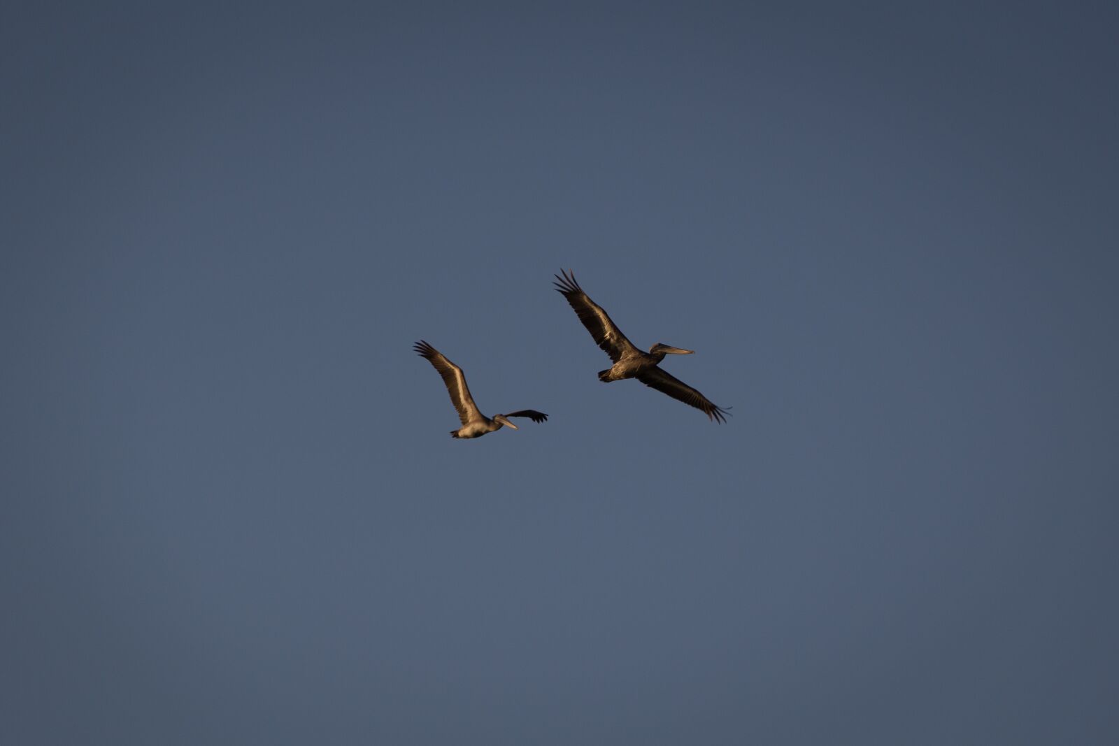 Canon EF-S 18-135mm F3.5-5.6 IS sample photo. Pelican, bird, fly photography