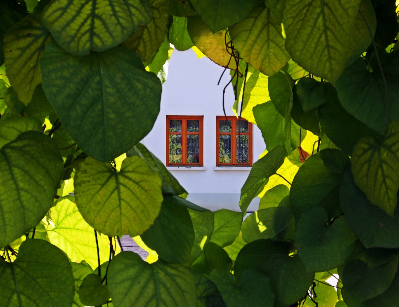 Olympus OM-D E-M5 sample photo. Window, leaves, facade photography