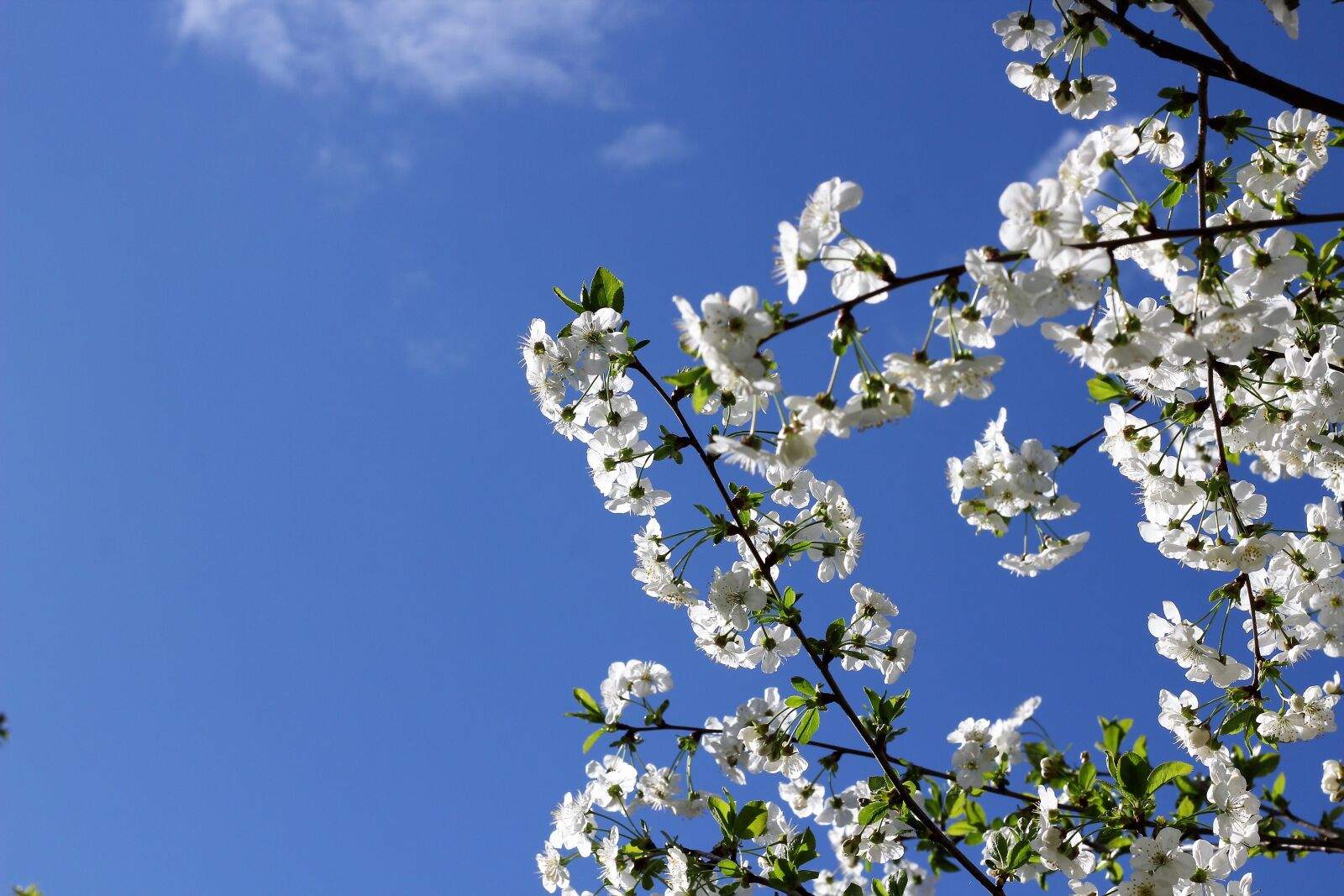 Canon EOS 600D (Rebel EOS T3i / EOS Kiss X5) + Canon EF 50mm F1.8 II sample photo. White flowers, spring, floral photography
