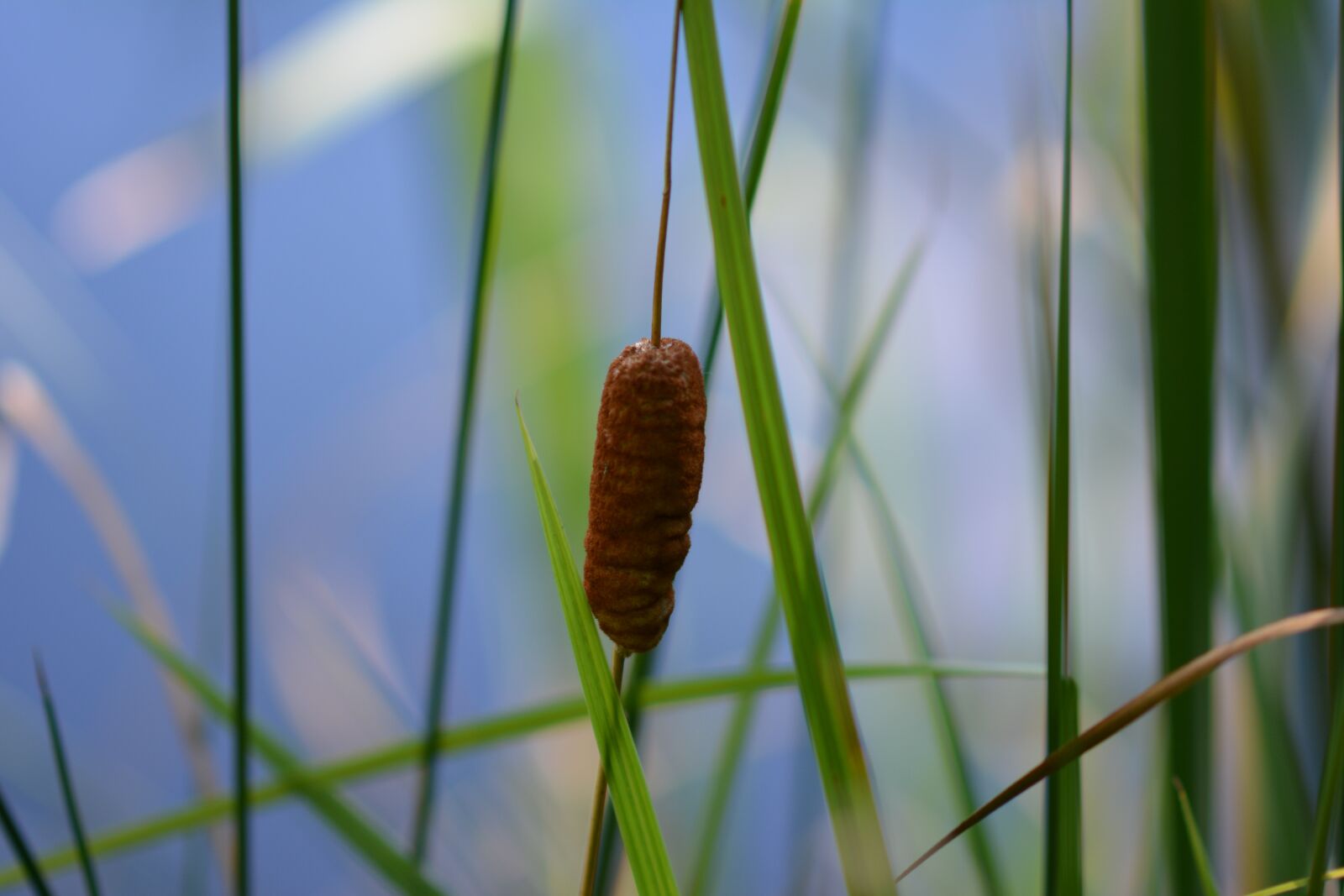 Nikon D5200 sample photo. Reed, water, pond photography