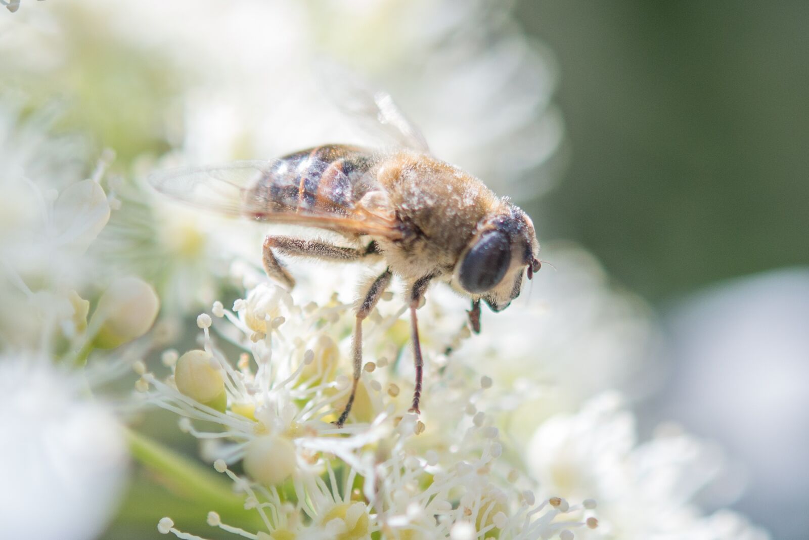 Nikon D600 sample photo. Insect, bee, wasp photography