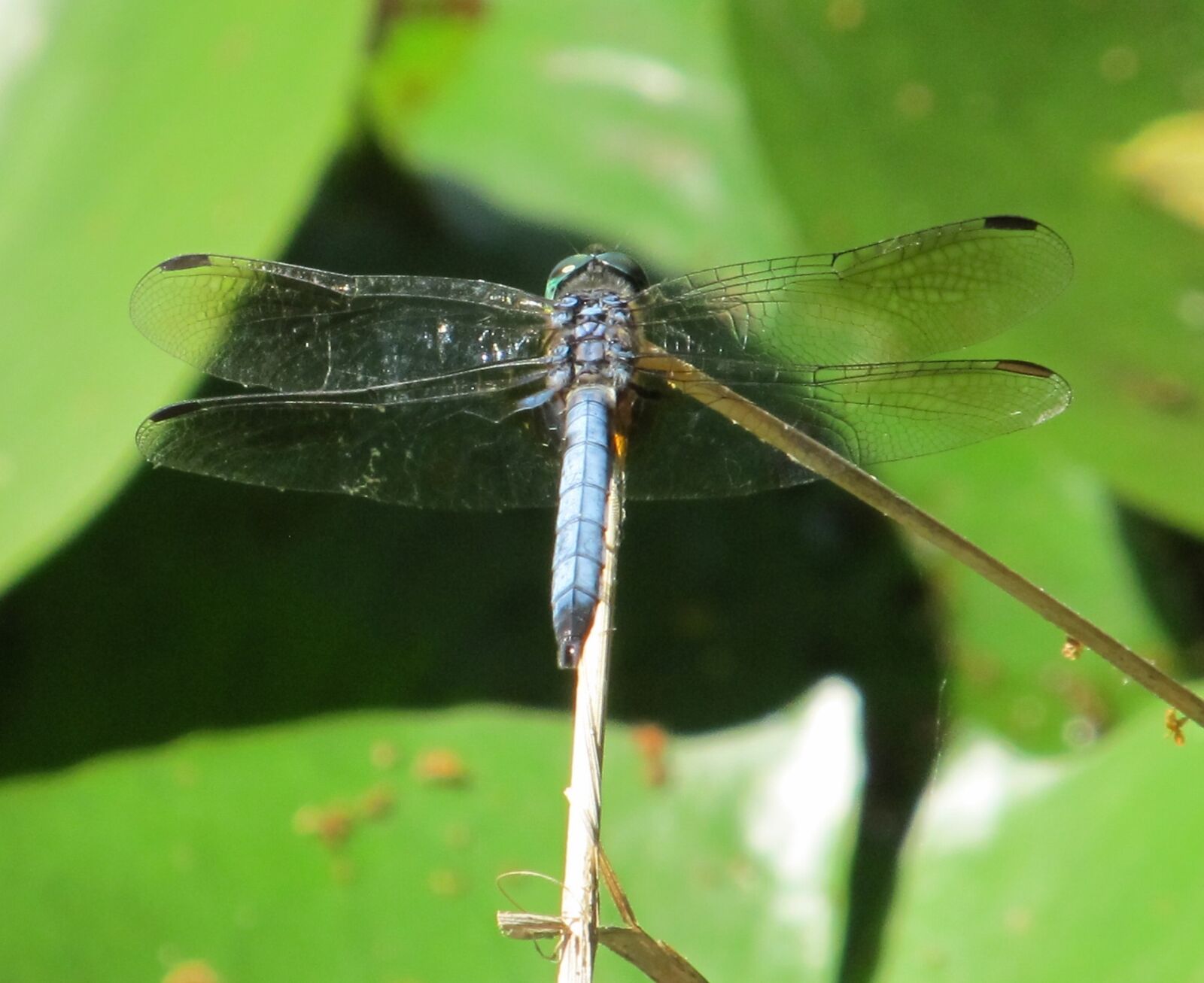 Canon PowerShot SX130 IS sample photo. Dragonfly, blue-eyed darner, insect photography
