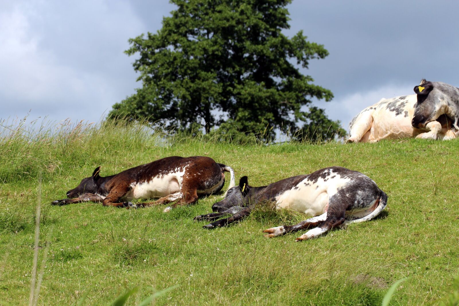 Canon EOS 600D (Rebel EOS T3i / EOS Kiss X5) sample photo. Cows, cattle, pasture photography