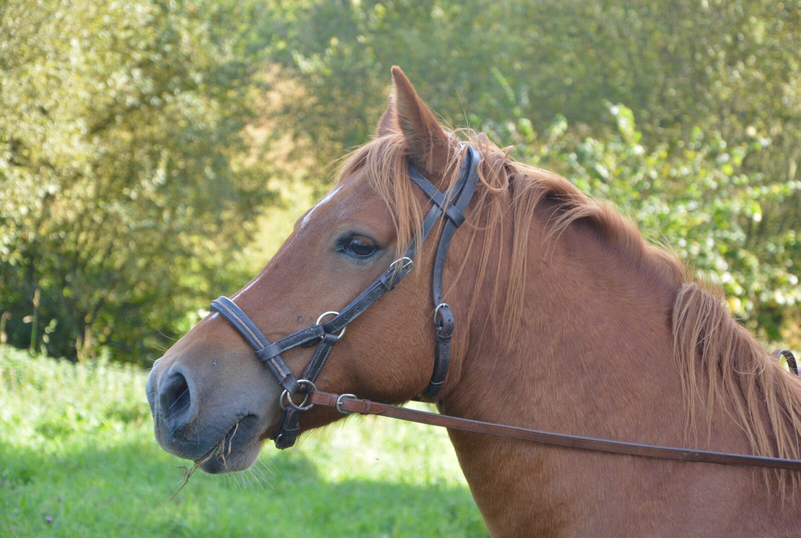Nikon D5200 sample photo. Horse, mare, horseback riding photography