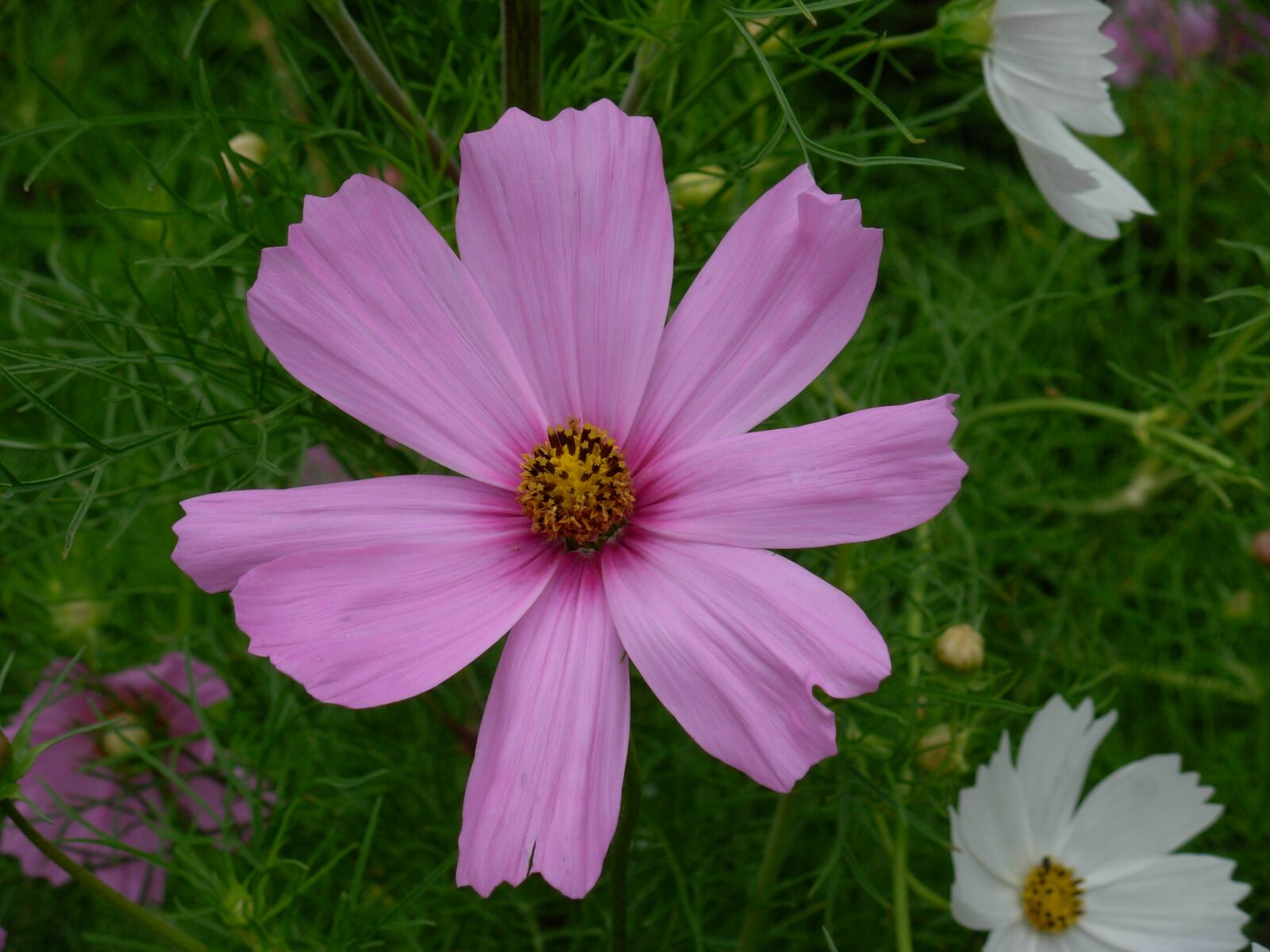 Nikon COOLPIX L5 sample photo. Summer flowers, cosmos pink photography