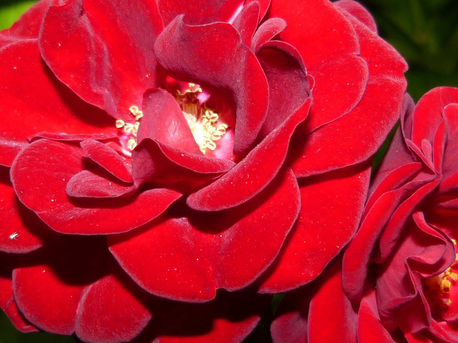 Panasonic DMC-FZ62 sample photo. Roses, red, night photography