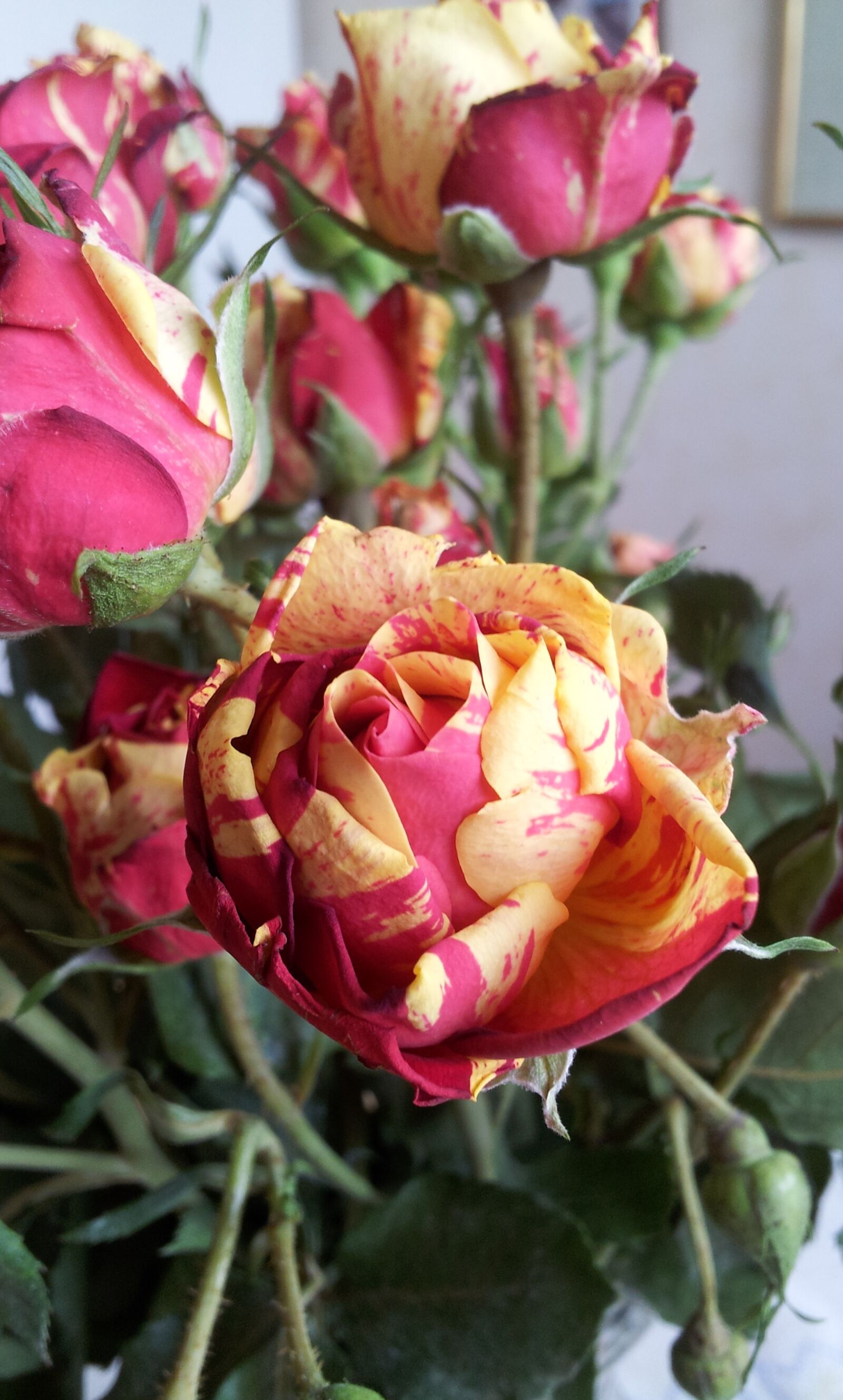 Samsung Galaxy S2 sample photo. Ros, yellow, red photography