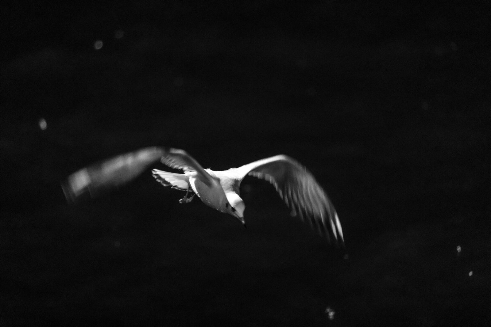 Canon EOS 5D Mark IV sample photo. Seagull, bird, bosphorus photography