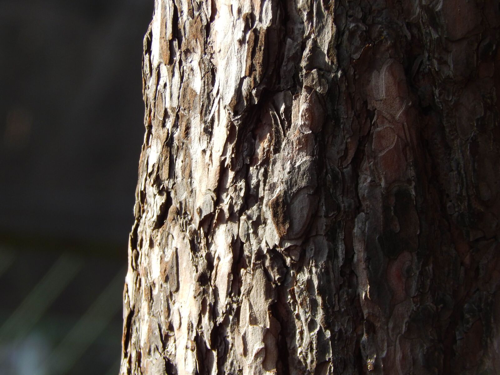 Nikon Coolpix L820 sample photo. Bark, tree, trunk photography