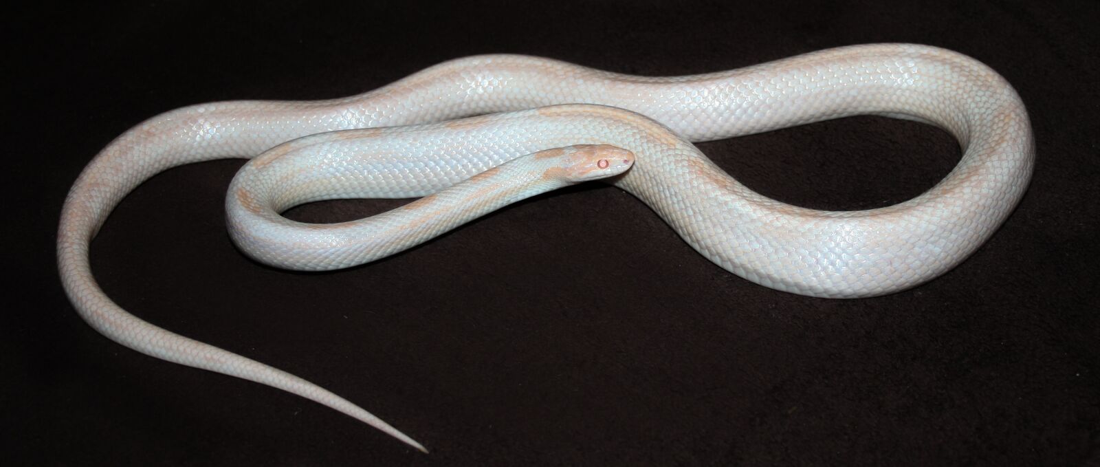 Canon EOS 400D (EOS Digital Rebel XTi / EOS Kiss Digital X) sample photo. Opal, corn snake, snake photography