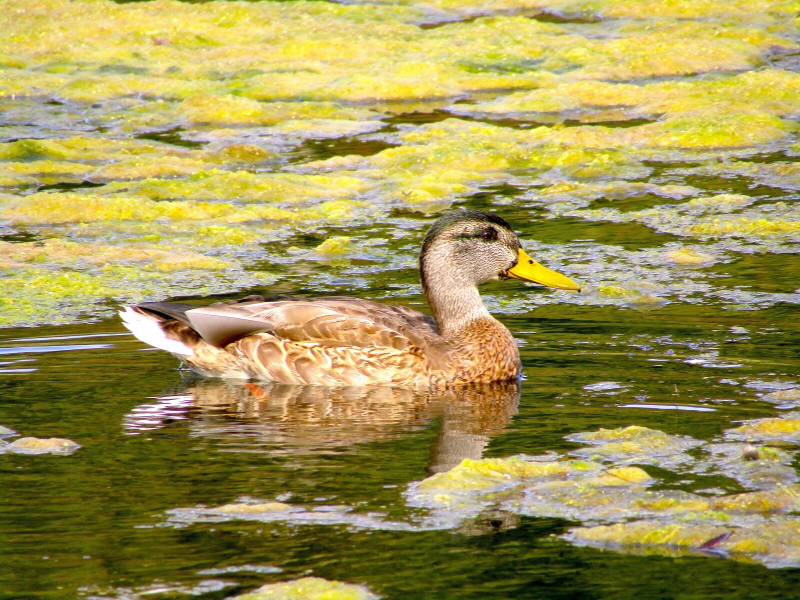 Canon PowerShot SX420 IS sample photo. Duck, bird, lake photography