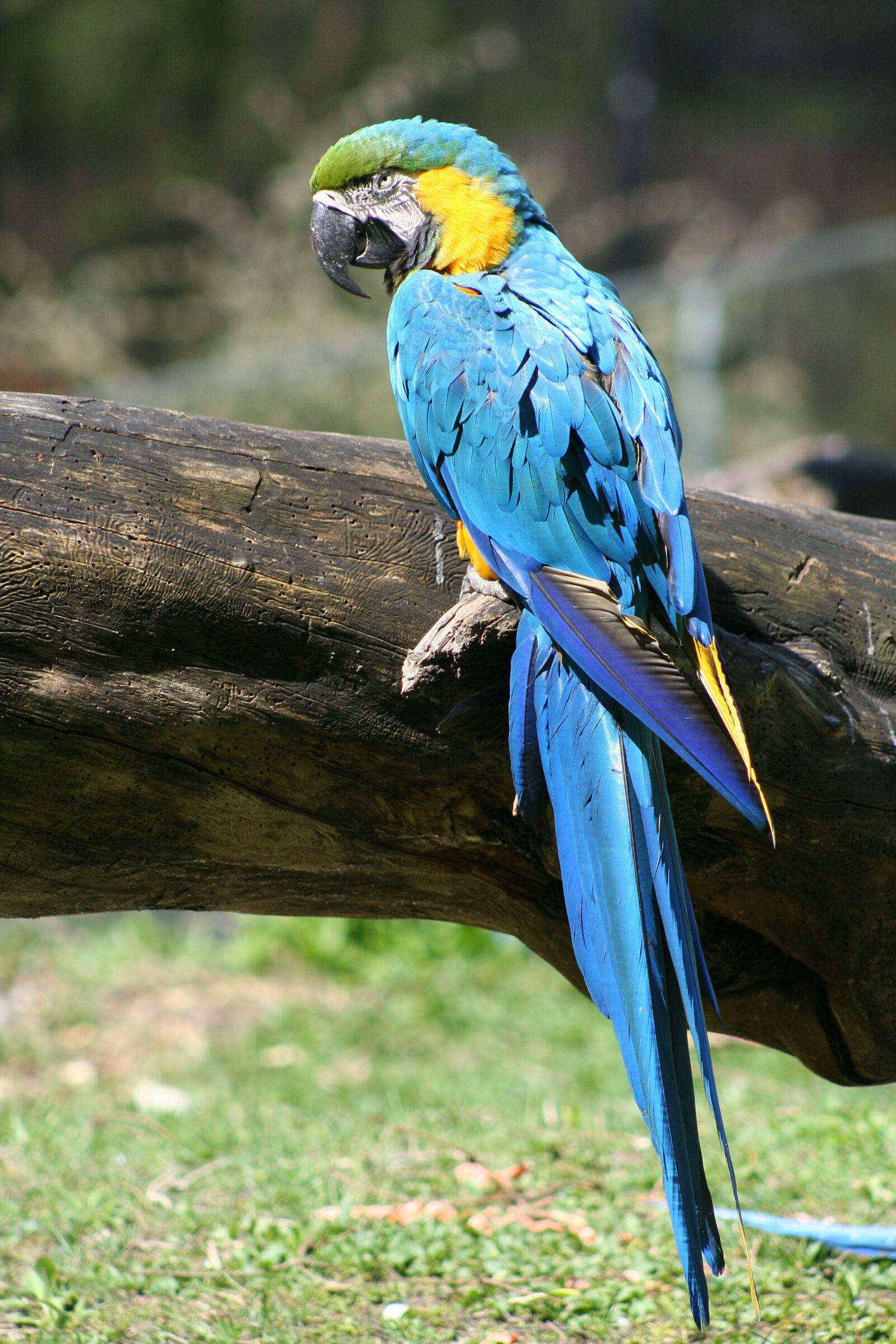 Canon EOS 350D (EOS Digital Rebel XT / EOS Kiss Digital N) sample photo. Ara, parrot, bird photography