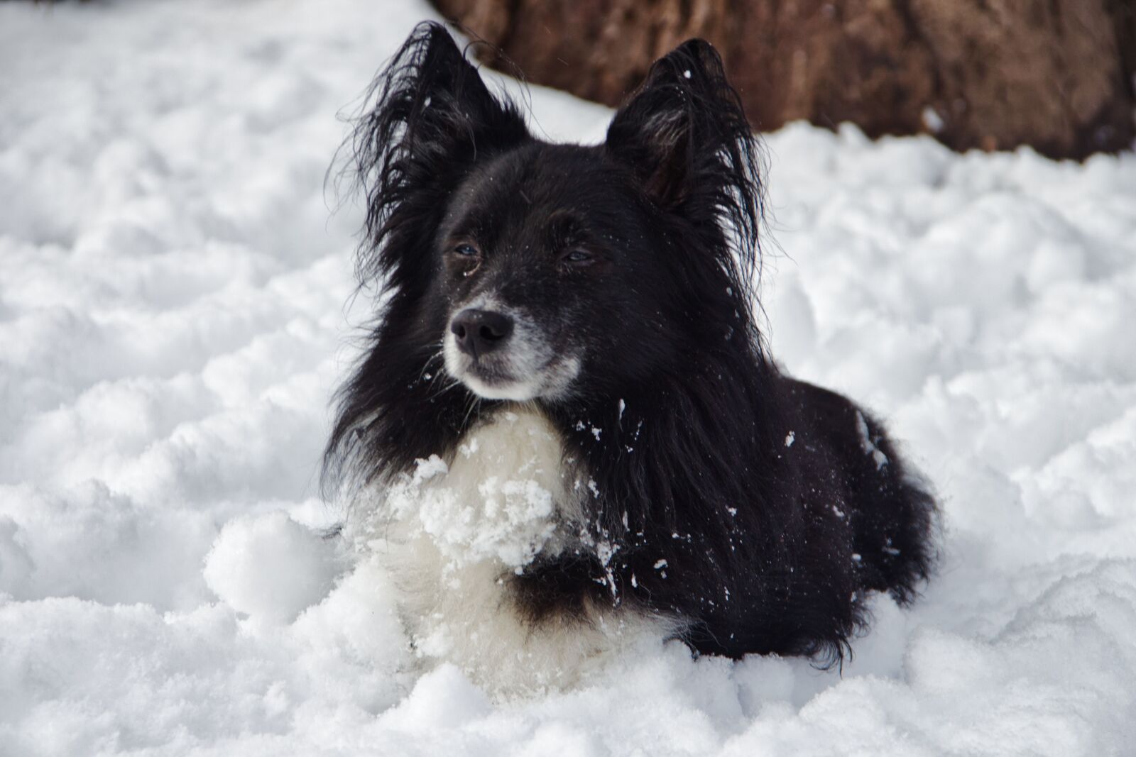 Canon EOS 700D (EOS Rebel T5i / EOS Kiss X7i) sample photo. Dog, animal, pet photography