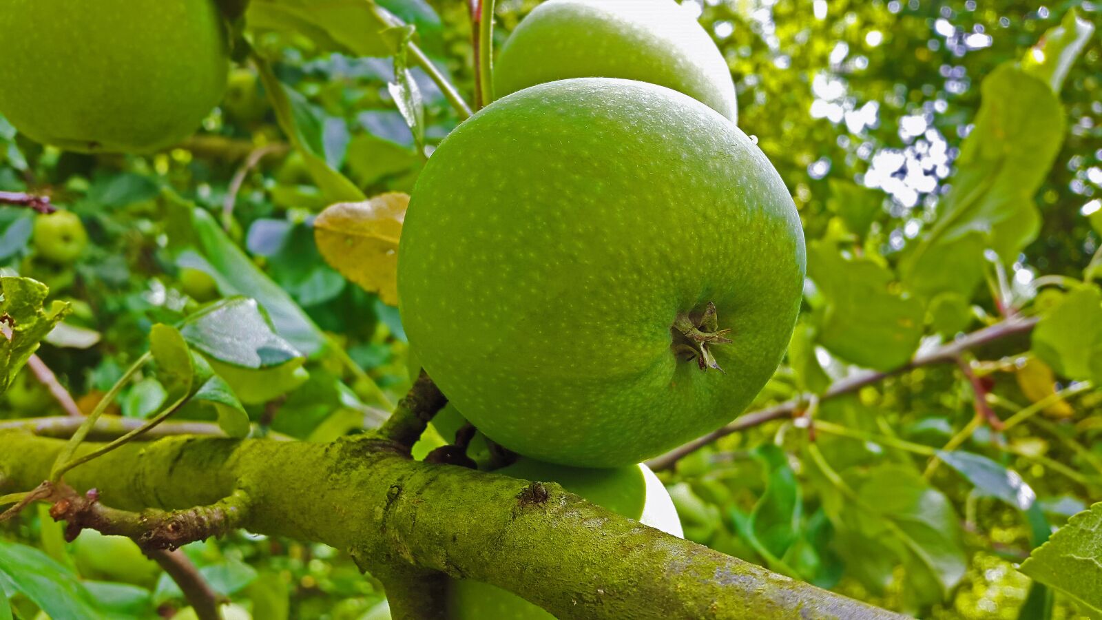 Samsung Galaxy Alpha sample photo. Apple, green, fruit photography