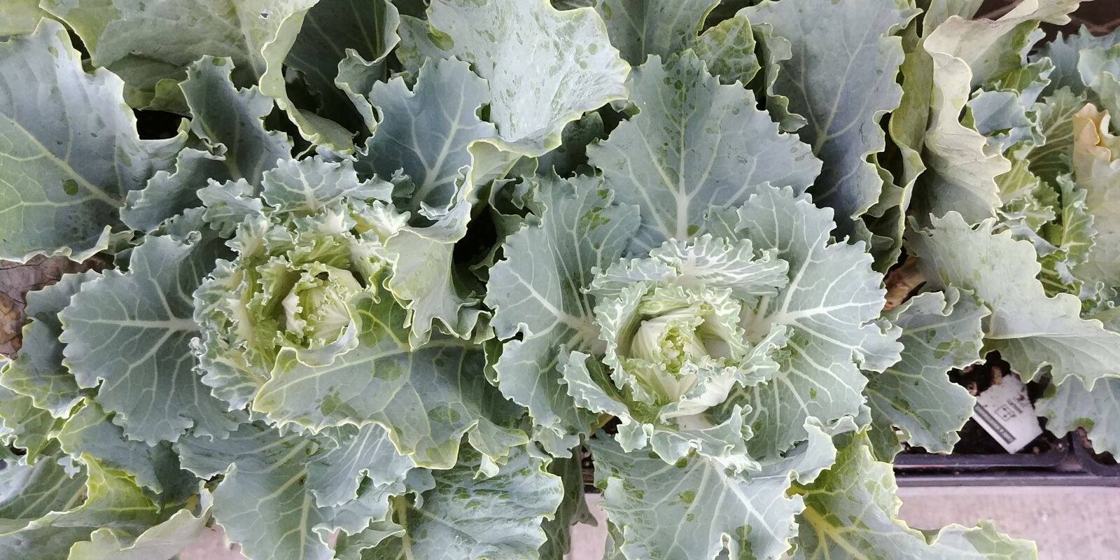 LG G6 sample photo. Kale, lettuce, tender photography