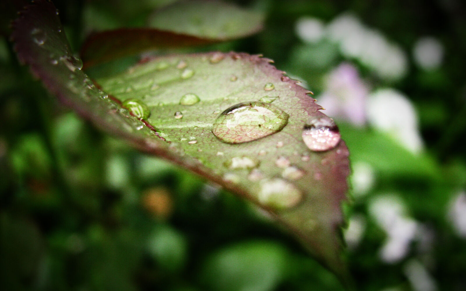 Canon POWERSHOT SX100 IS sample photo. Dewdrops, focus, leaf, macro photography